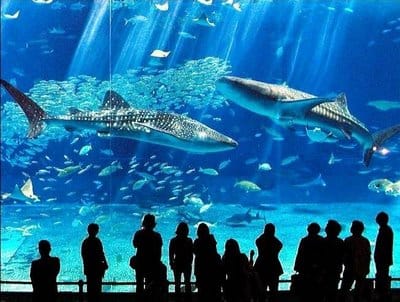 Churaumi Aquarium Okinawa, Japan